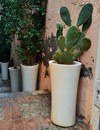 Kaktusy (Cactaceae Juss) i niektóre sukulenty
